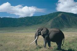 botswana safari, elephant and mountains