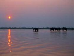 botswana elephants in the water at sunset