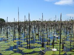 okovango delta botswana, water 