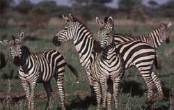 mount kilimanjaro wildlife, zebras at kilimanjaro