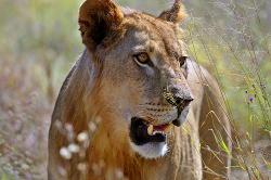 lioness in botswana, close up