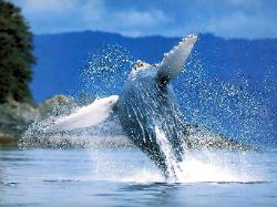 humpback whale in full breach