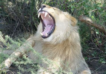 the top ten site serengeti image