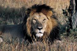 king of the jungle, botswana male lion staring at the camera