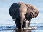 botswana bull elephant in the water