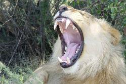 african safari, serengeti lion roars at the camera, very close up